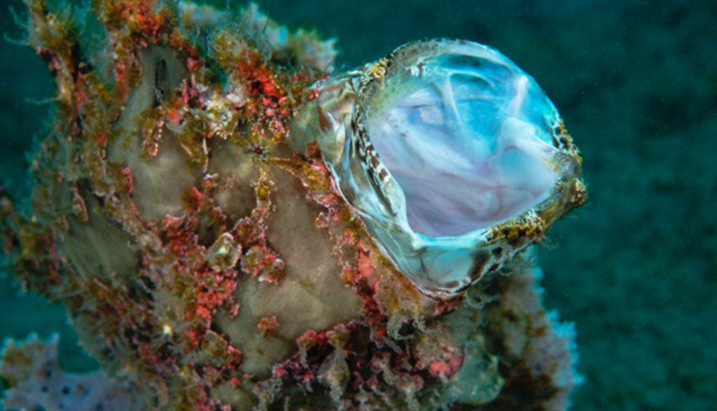 Atmosphere resort dumaguete philippines credit jayne jenkins yawning frogfish jj36343