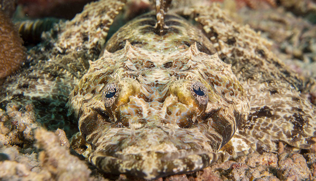 Diving walindi kimbe bay papua new guinea credit pete mcgee christine divesite crocodilefish