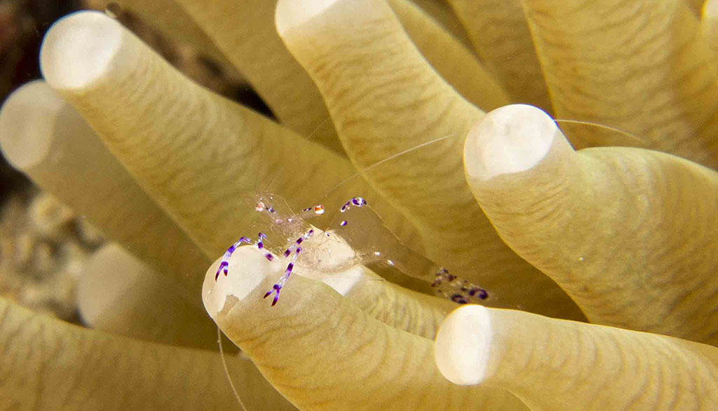 Diving walindi kimbe bay papua new guinea credit pete mcgee christine divesite disco shrimp