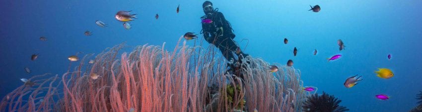 Diving walindi kimbe bay papua new guinea credit pete mcgee christine divesite red whip gorgonians banner