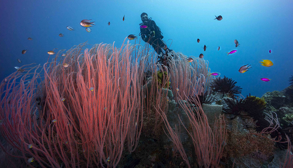 Diving walindi kimbe bay papua new guinea credit pete mcgee christine divesite red whip gorgonians