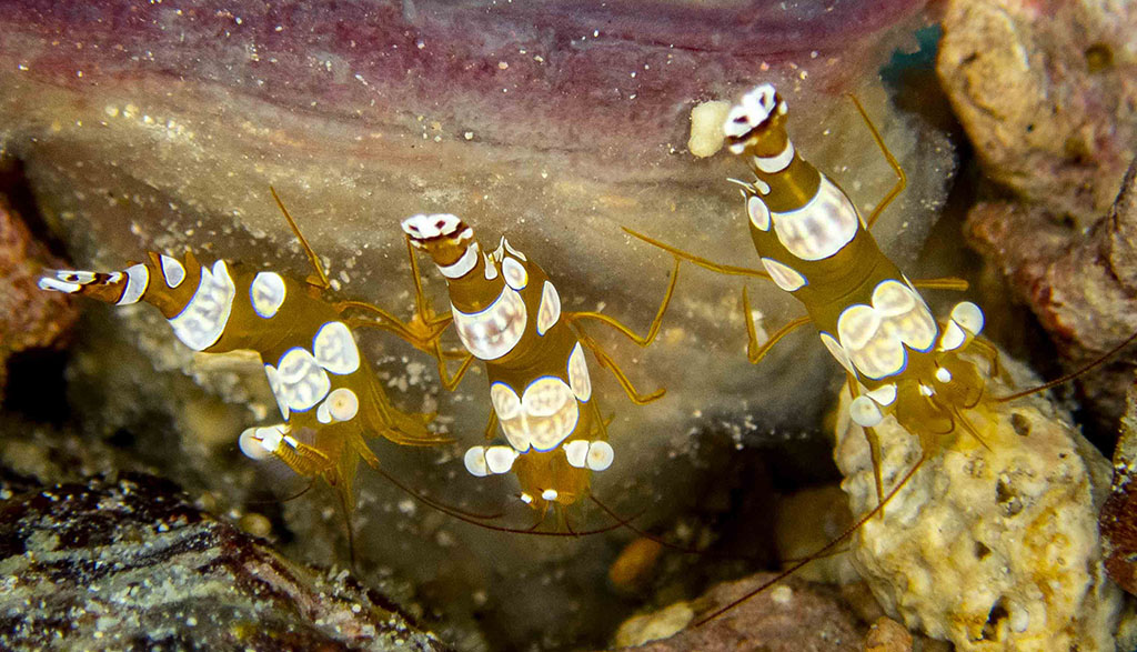 Diving walindi kimbe bay papua new guinea credit pete mcgee christine divesite sexy shrimp