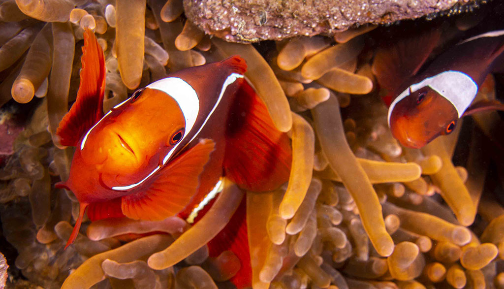 Diving walindi kimbe bay papua new guinea credit pete mcgee christine spinecheek anemonefish