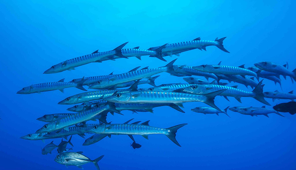 Diving walindi kimbe bay papua new guinea credit pete mcgee joelle divesite barracuda