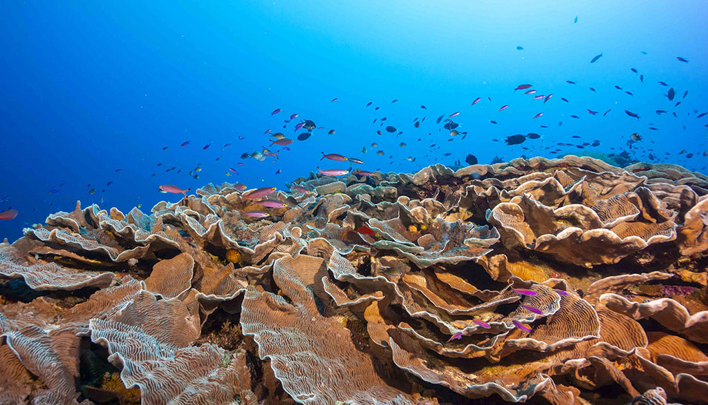 Diving walindi kimbe bay papua new guinea credit pete mcgee joelle divesite hard coral