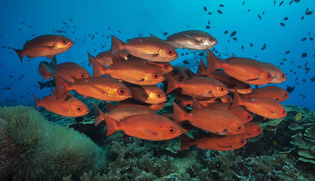 Diving walindi kimbe bay papua new guinea credit pete mcgee joelle divesite pinjalo