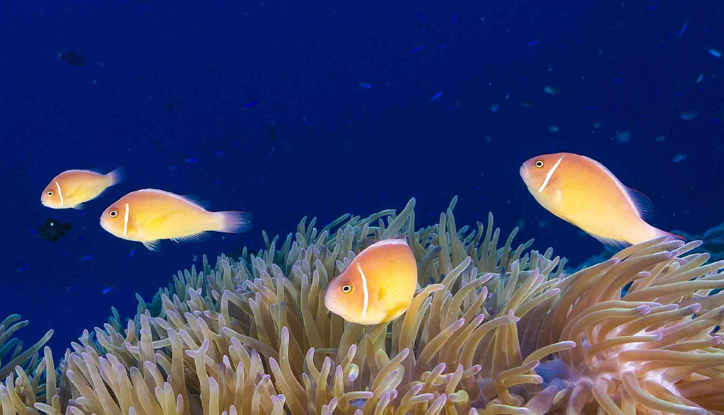 Diving walindi kimbe bay papua new guinea credit pete mcgee joelle divesite pink anemonefish