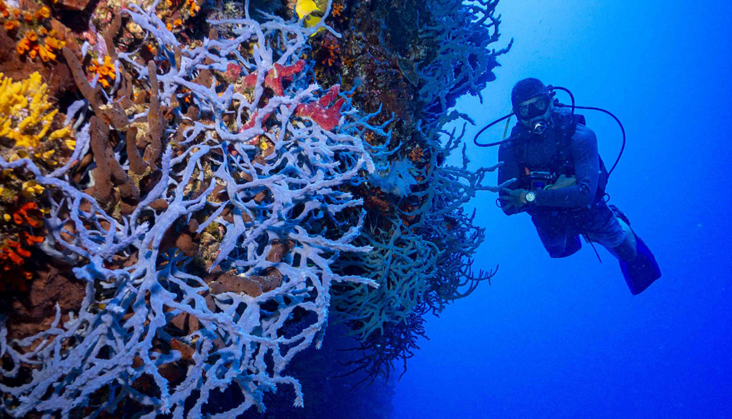 Diving walindi kimbe bay papua new guinea credit pete mcgee joelle divesite rope sponges