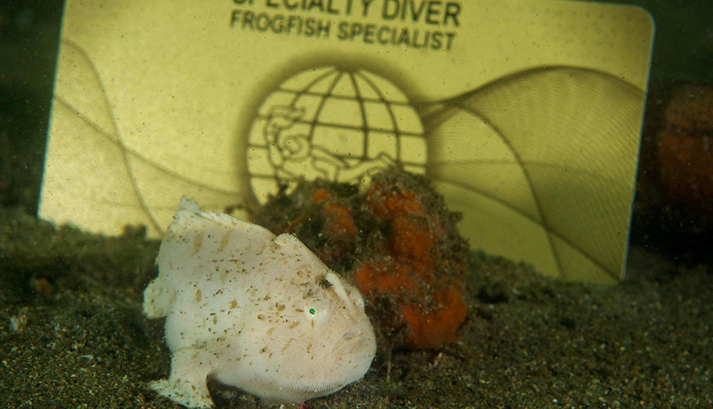Frogfish chowder bay padi card