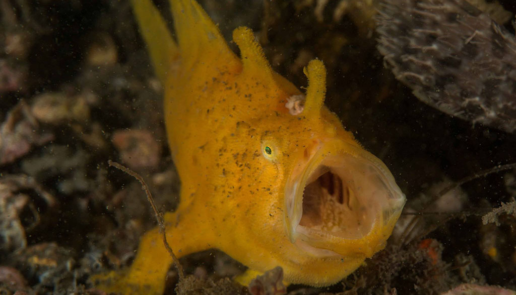 Frogfish chowder bay