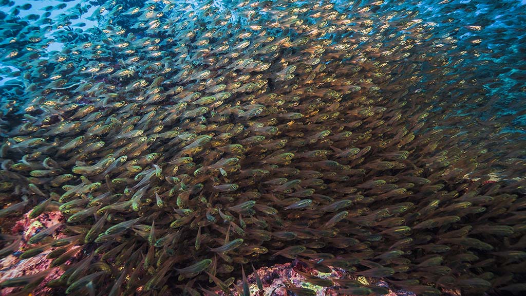 Glassfish great barrier reef lady musgrave island harriet spark