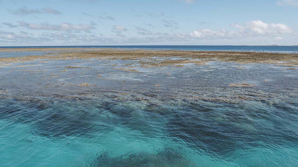 Great barrier reef lady musgrave island harriet spark