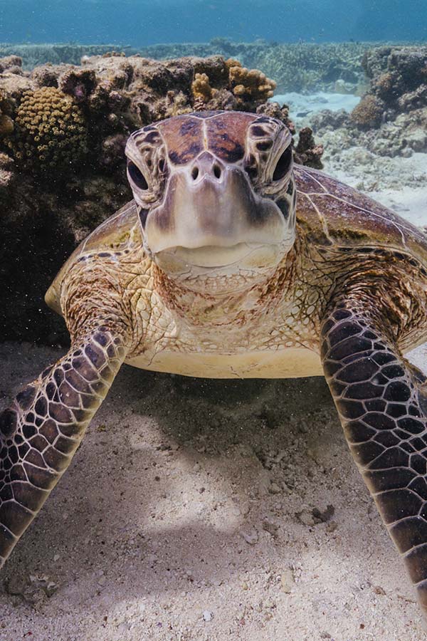 Here are our recommendations for the best August dive destinations, best weather, best viz and best pelagic marine encounters.