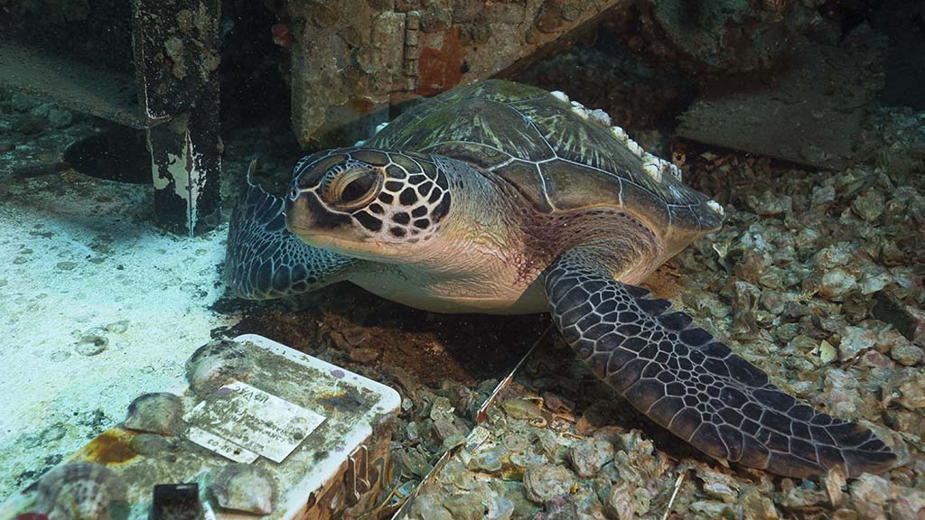 Ex-HMAS Tobruk wreck bundaberg queensland brookie green sea turtle harriet spark