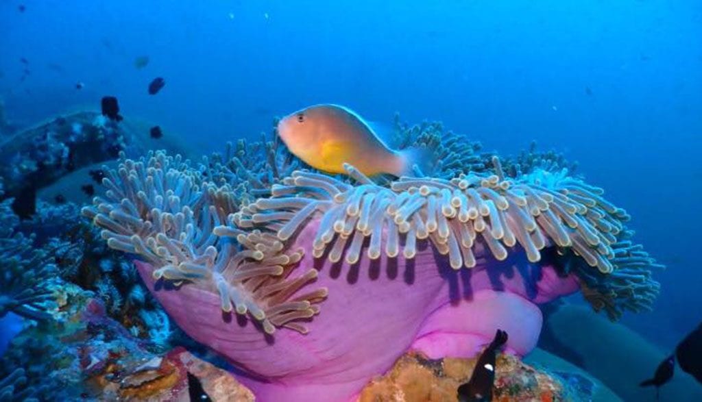Infinity liveaboard philippines anemone