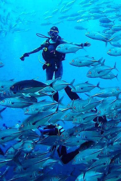 Dive with thresher sharks in Malapascua, Moalboal\'s shimmering shoals of sardines and see the pristine reefs of Balicasag and Apo Island - from USD 1919!