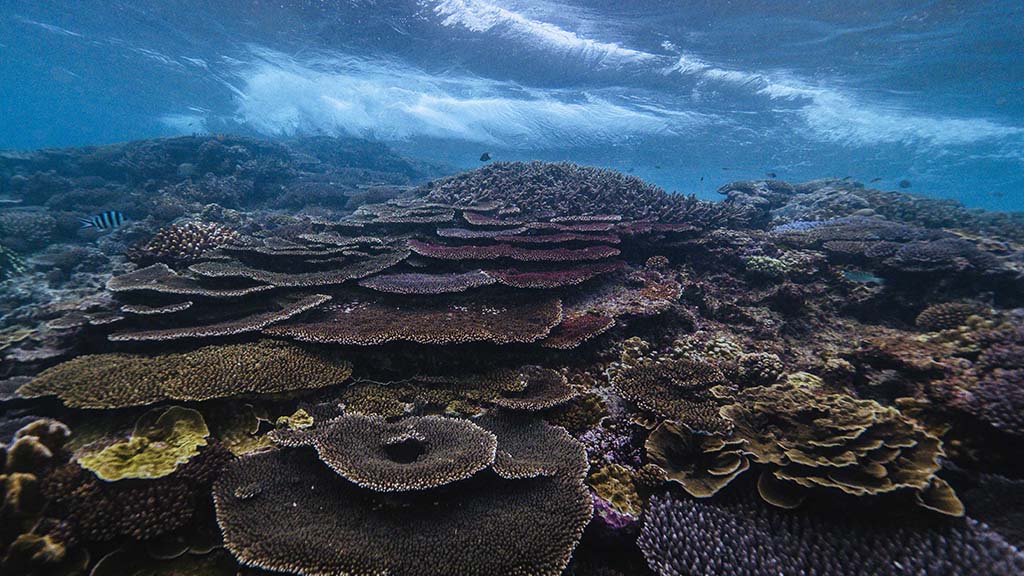 Lady elliot island coral reef queensland harriet spark