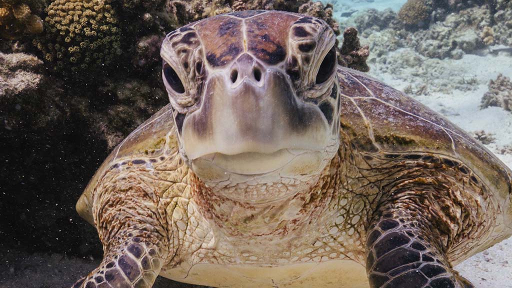 Lady elliot island green sea turtle queensland harriet spark