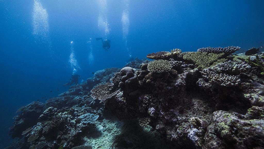 Lady musgrave island scuba diving harriet spark