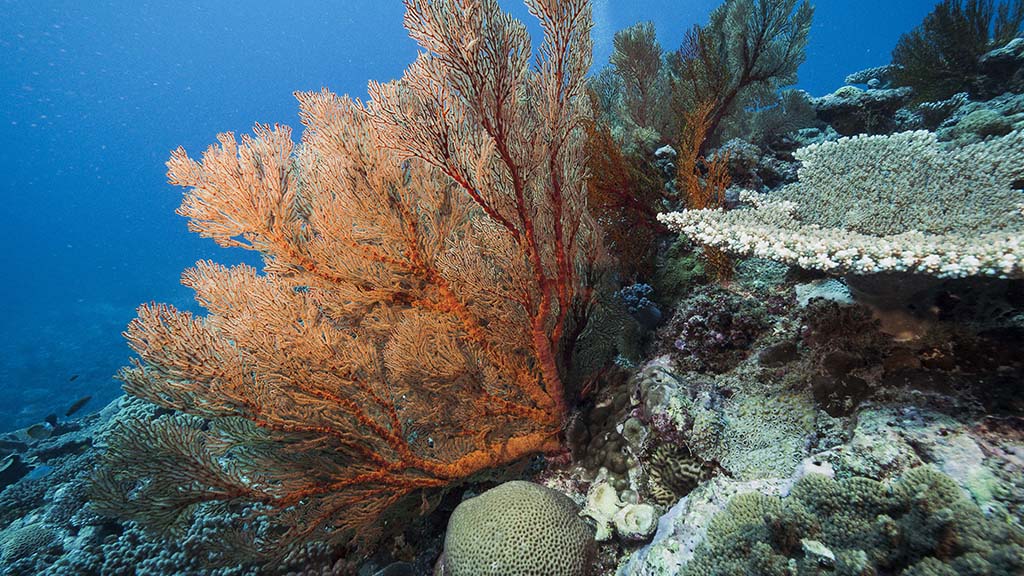 Lady musgrave island sea fan coral queensland harriet spark