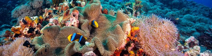 Oceania liveaboard diving kimbe bay credit pete mcgee reef life banner