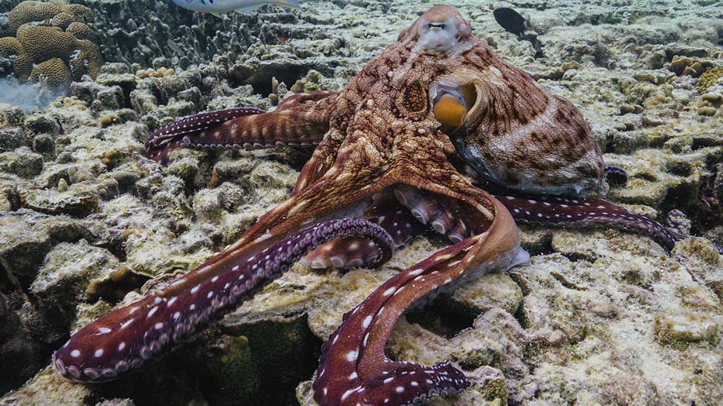 Octopus reef lady elliot island queensland harriet spark