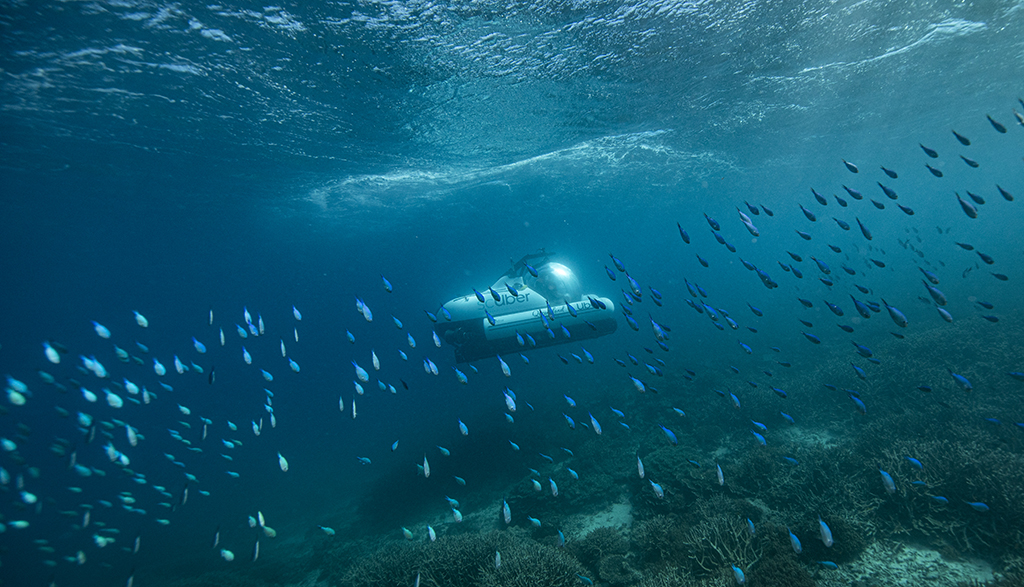 Scuber travelling amongst marine life at heron island credit teq