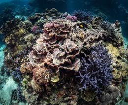 White Grass Ocean Resort, Tanna, Vanuatu offers year round diving and snorkelling in crystal clear waters on pristine hard coral reefs