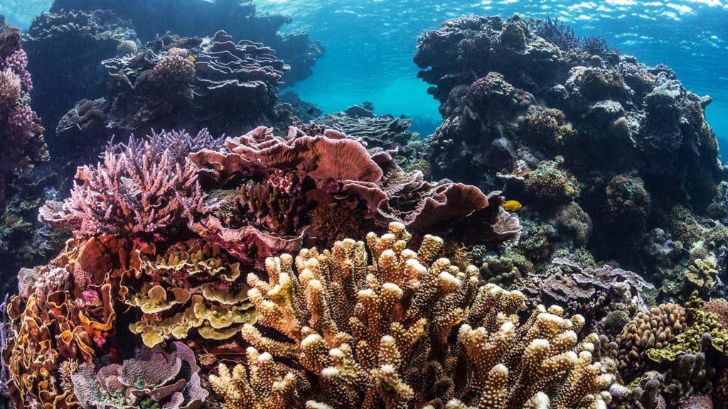 White Grass Ocean Resort, Tanna, Vanuatu offers year round diving and snorkelling in crystal clear waters on pristine hard coral reefs