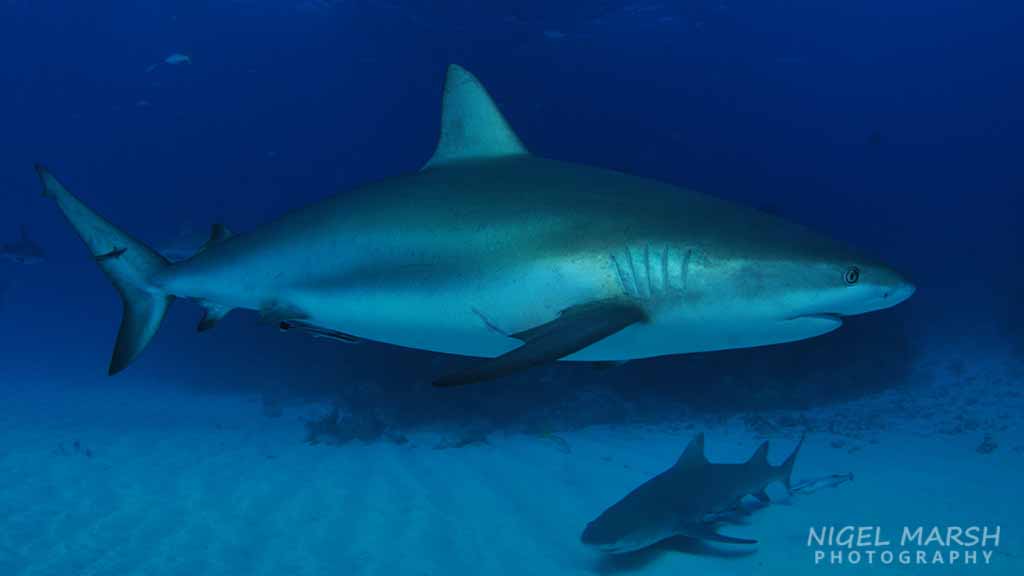 Shark myths carribean reef