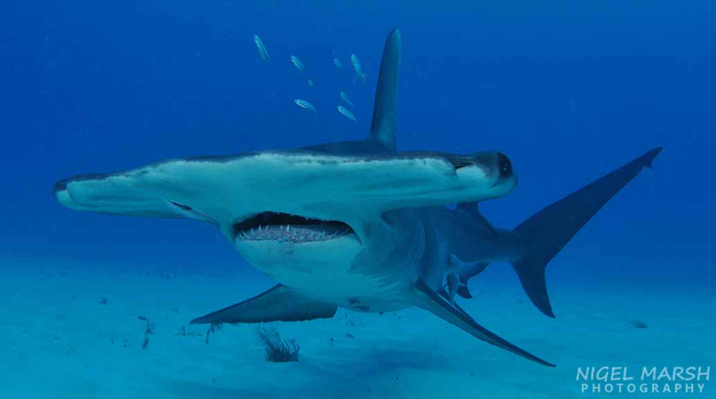 Shark myths great hammerhead