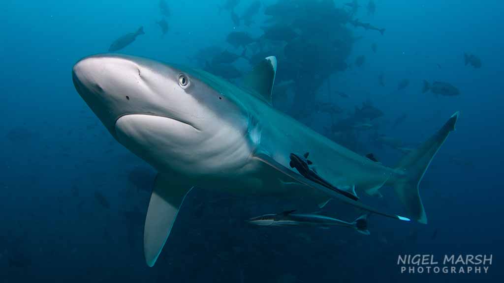 Shark myths silvertip