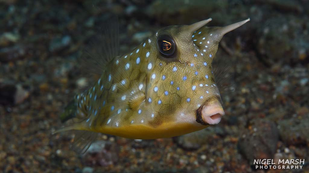 Best muck diving in Asia cowfish