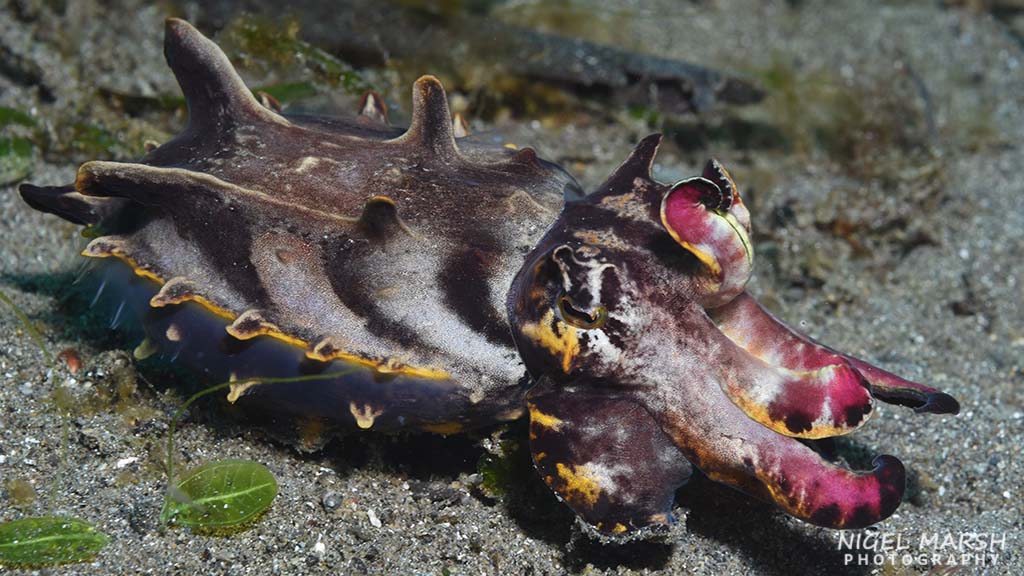 Best muck diving in Asia famboyant cuttlefish