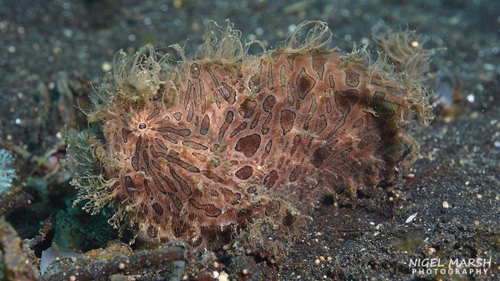Best muck diving in Asia hairy frogfish
