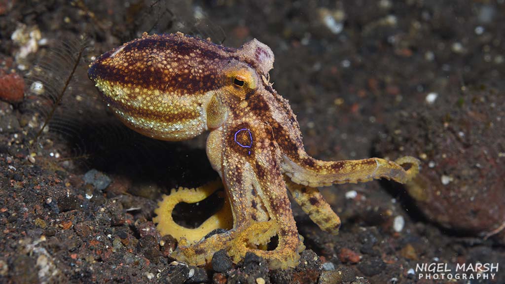 Best muck diving in Asia mototi octopus