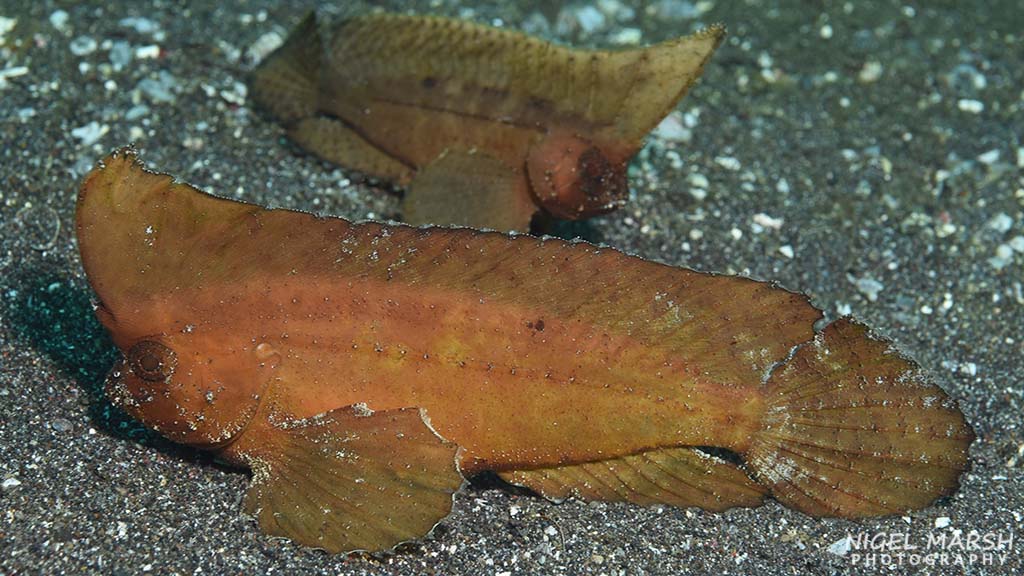 Best muck diving in Asia waspfish