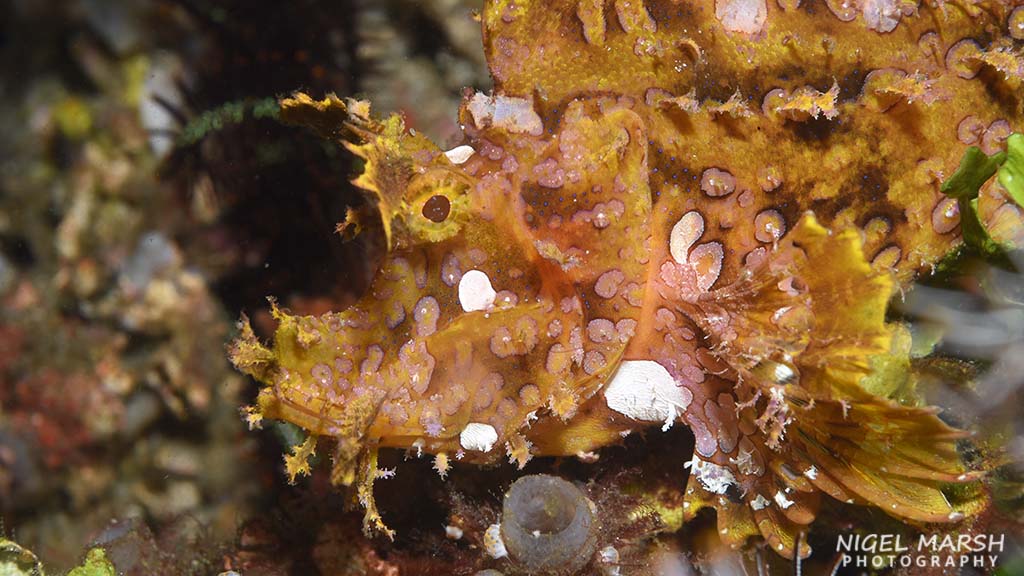 Best muck diving in Asia weedy scorpionfish