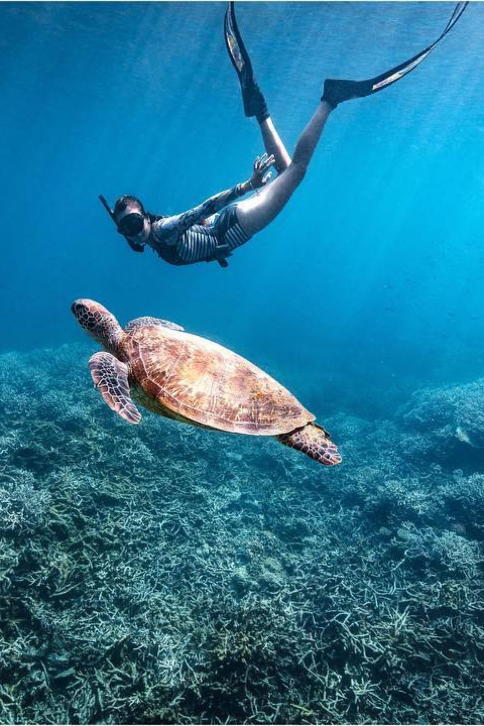 Where can you go that\'s good for both divers and non-divers? Our recommendations for the best snorkelling (and diving) locations in the South Pacific.