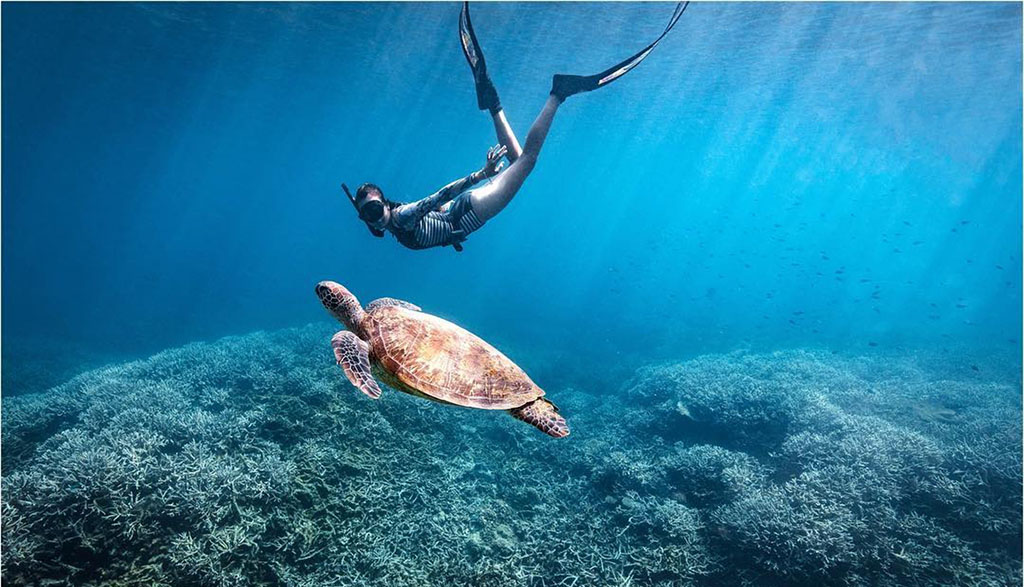 Best snorkelling lady musgrave island turtle and freediver 5470