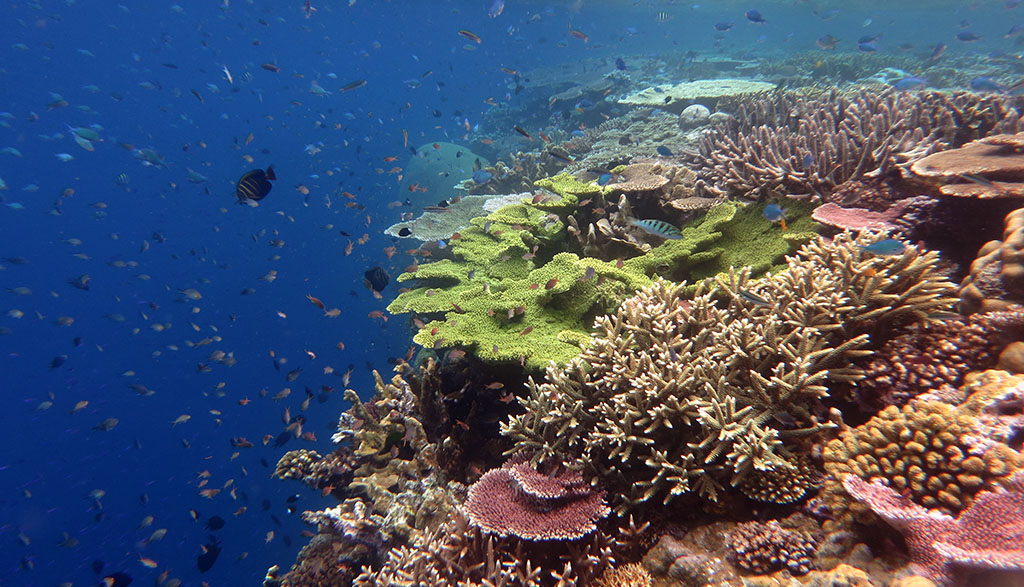 Best snorkelling tawali coral gardens 0 2066