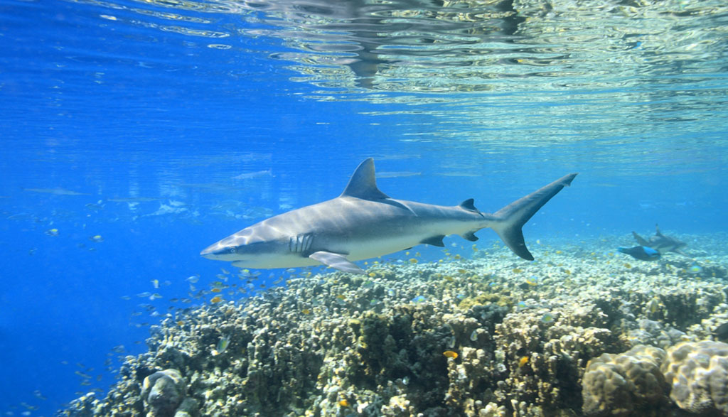 Best snorkelling uepi island shutterstock 177444074 1024