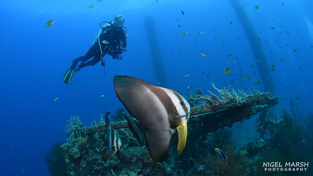 Best wreck diving coron philippines 2