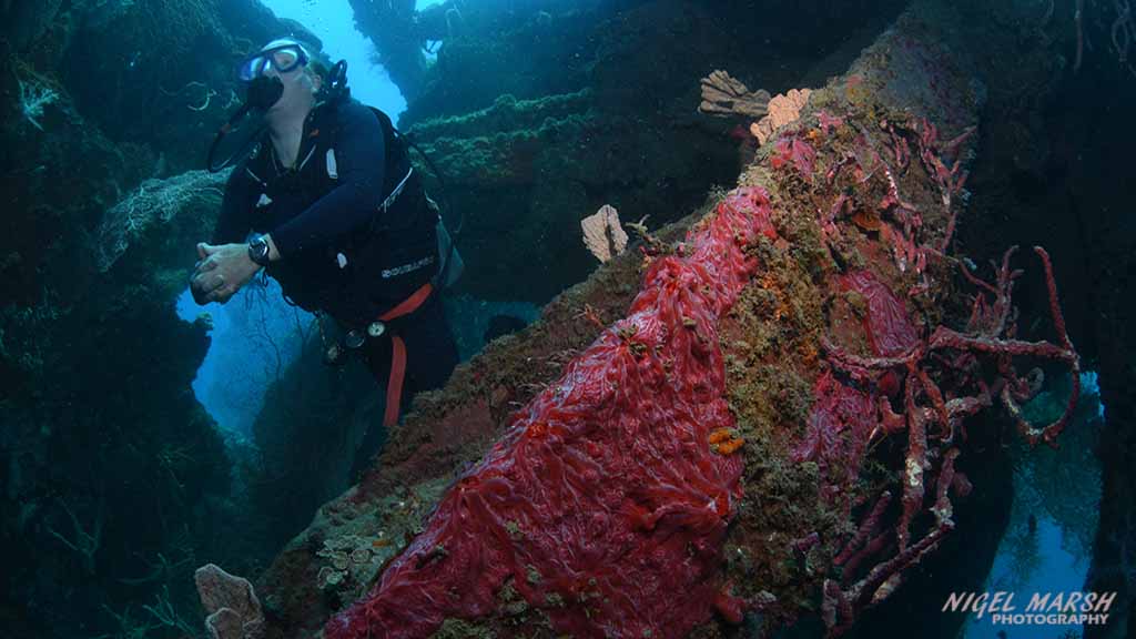 Best wreck diving solomon islands honiara 2