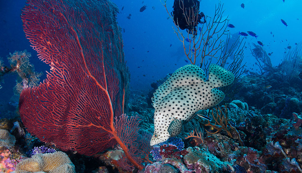 Munda magic: a land of wrecks, reefs, walls and legends Munda magic: a land of wrecks, reefs, walls and legends