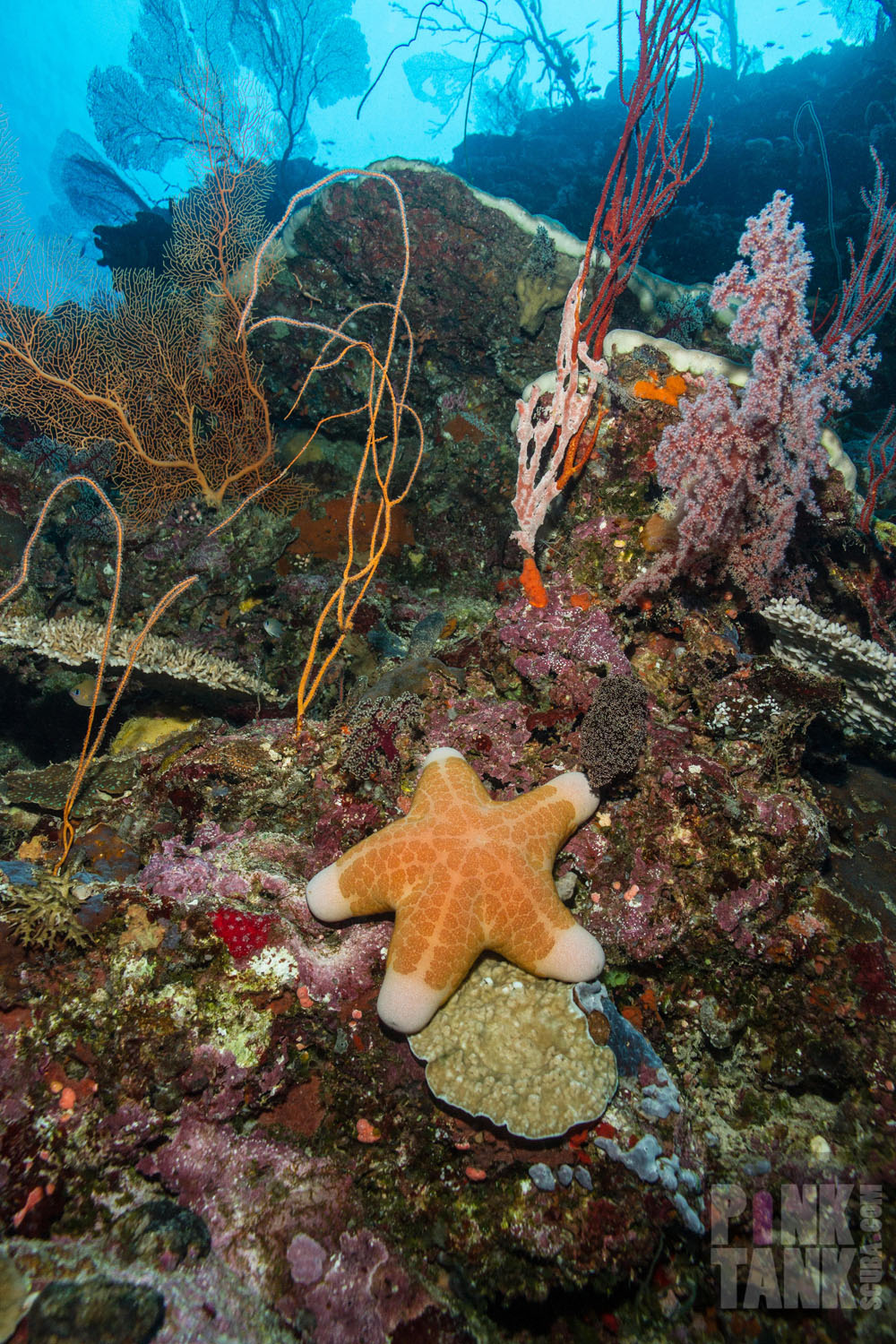 Photographer PT Hirschfield spends 7 days of underwater exploration with Dive Munda & discovers the restorative powers of the legendary ‘Munda Magic’.