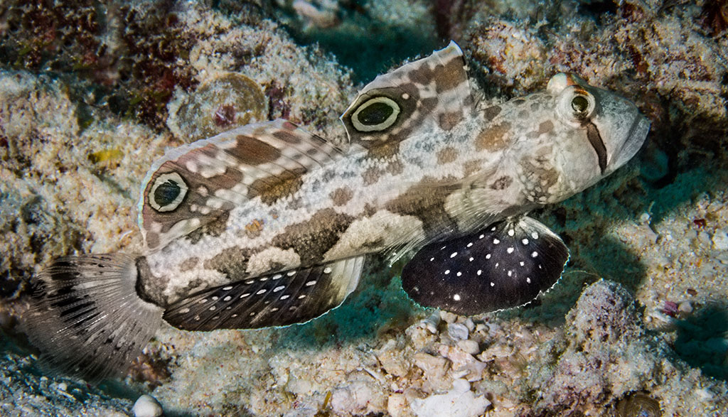 Munda magic: a land of wrecks, reefs, walls and legends Munda magic: a land of wrecks, reefs, walls and legends
