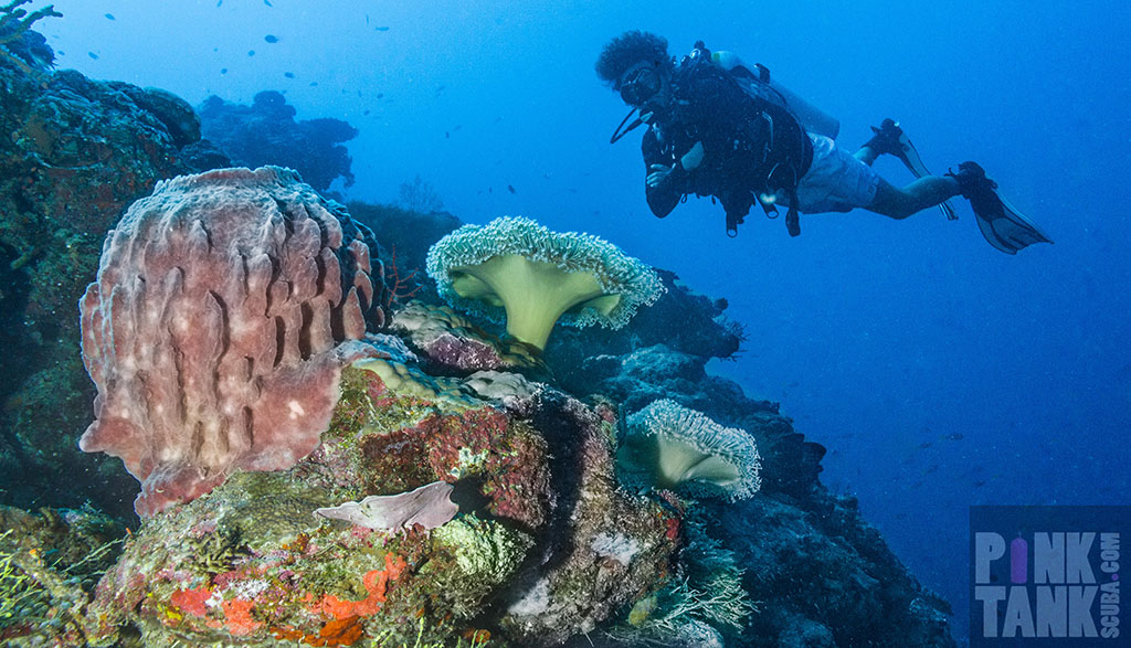 Munda magic: a land of wrecks, reefs, walls and legends