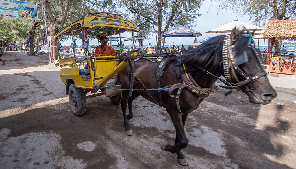 Diving gili islands heather sutton horse and cart