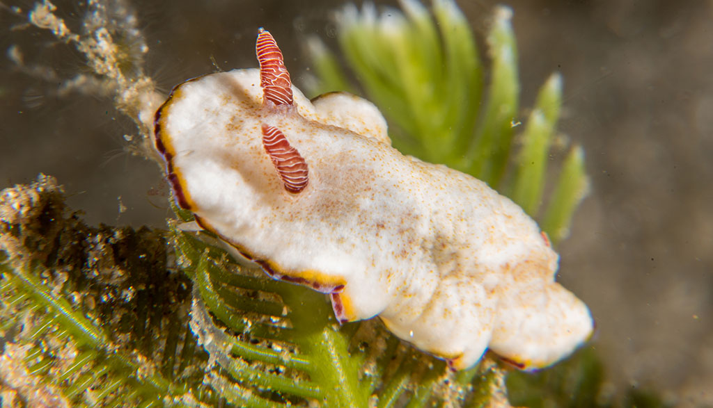 Diving gili islands heather sutton nudibranch